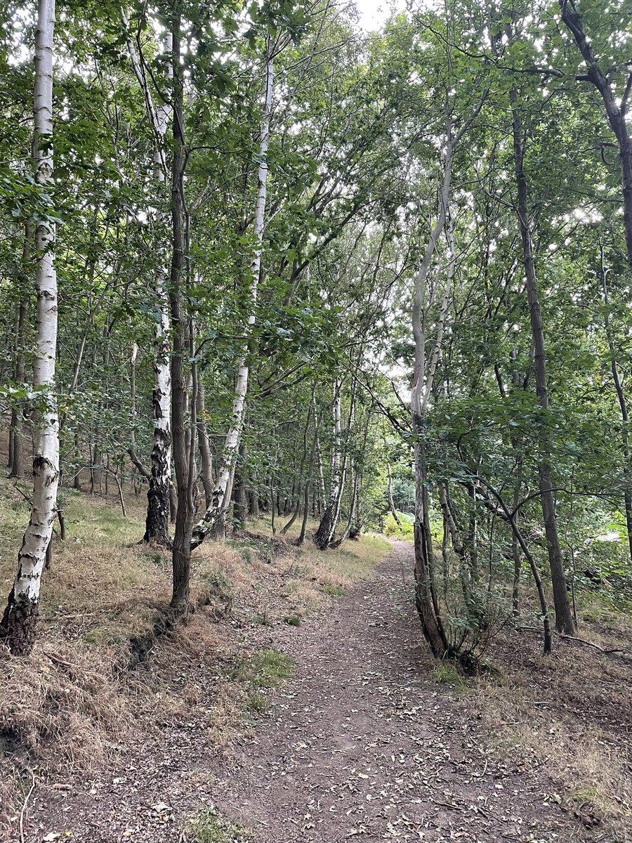 SheffieldWalks's tweet photo. Hail Mary Woods, Treeton Woods and Treeton Dyke

53.37556, -1.36992 https://t.co/qgURySxeqm
