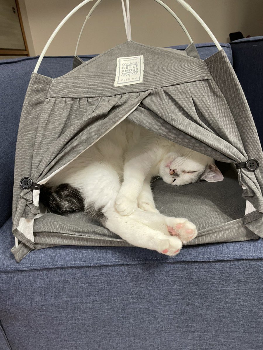 ダイソーにあるテント型ペットハウスのサイズ感がちょうどいい と猫たちの間で話題に フクロウも居心地がいいみたい Togetter ダイソーにあるテント型ペットハウスのサイズ感がちょうどいい と猫たちの間で話題に フクロウも居心地がいいみたい Togetter