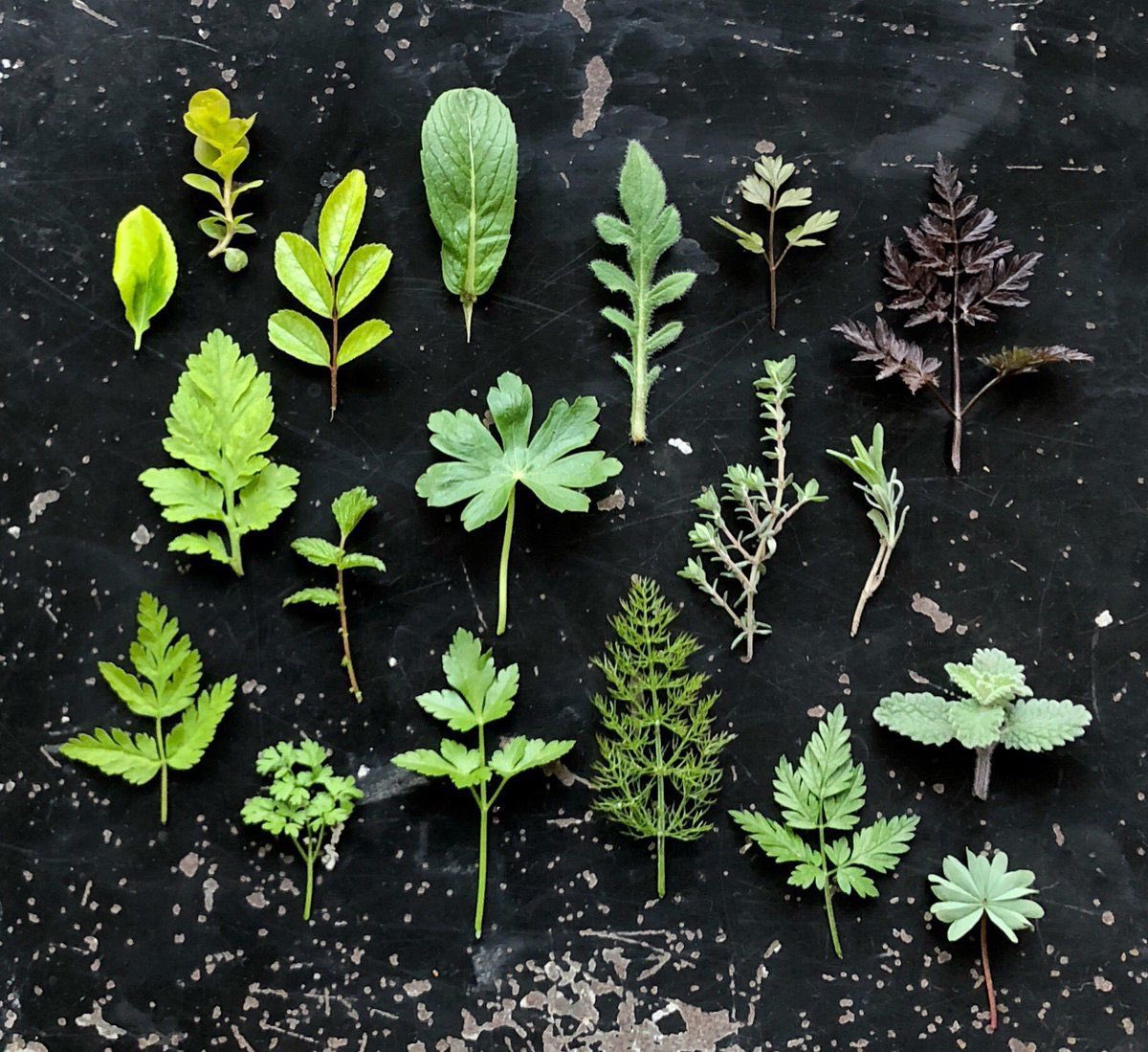 If your eyes/mind like my photos it doesn’t mean you’re neuridivergent. Gentle colour transitions &amp; neat arrangements of things seem to elicit positive responses in most noggins-possibly dopamine release &amp;/or decreased cortisol. Might use Twitter to do some experiments on this 🧪