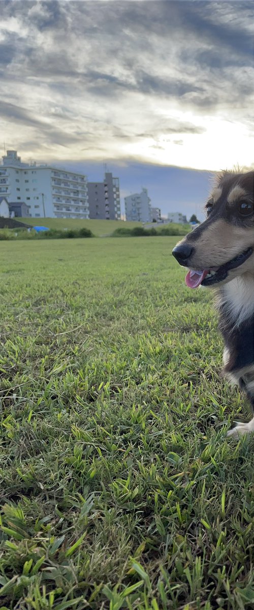 Chloe_CollinsAD's tweet photo. パノラマで撮ってもらったら切れちゃった🐶
#ミニチュアダックスフント https://t.co/gBYGWVcNA4