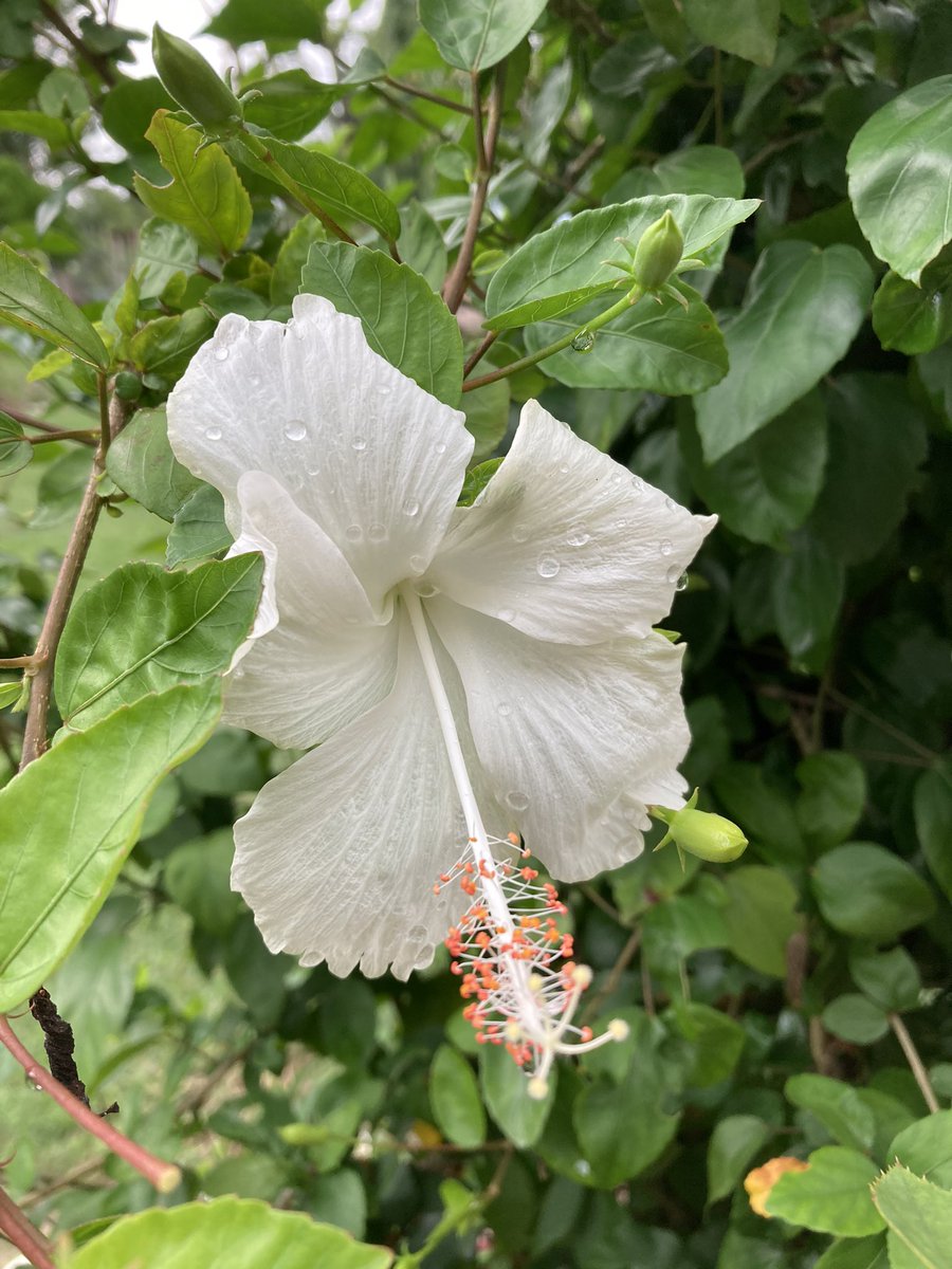 rksingh97263's tweet image. Fear means to suffer what may or may not happen in the future. It is a consequence of mixing up your memory, your present experience, and your imagination.