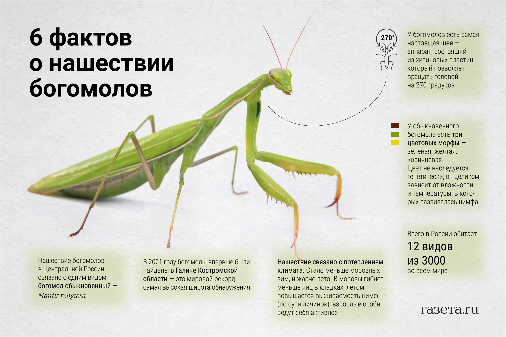 Характеристика богомолов. Анатомия богомола. Богомол строение конечностей. Богомол строение крыла. Внешнее строение богомола обыкновенного.