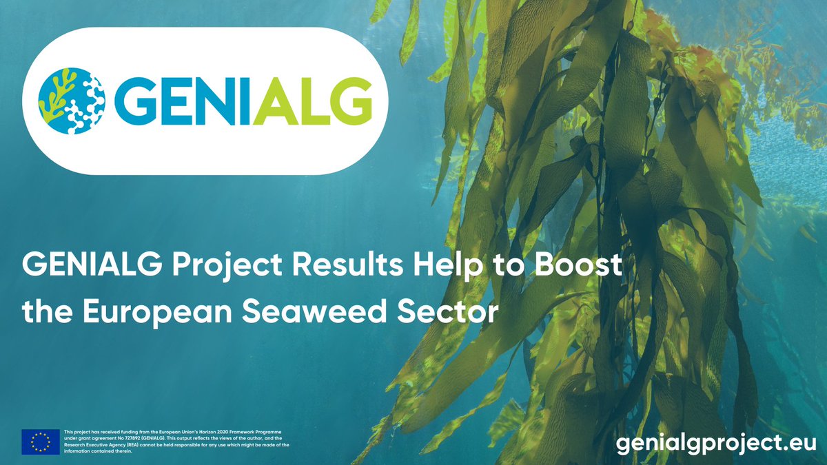 🌱Results from GENIALG have laid the foundations to strengthen the seaweed cultivation and biorefining industry in #Europe, promoting #sustainable seaweed farming for future generations!💚

💻Read the news here:
alphagalileo.org/en-gb/Item-Dis…

#Seaweed #H2020 #algae #EUresearch