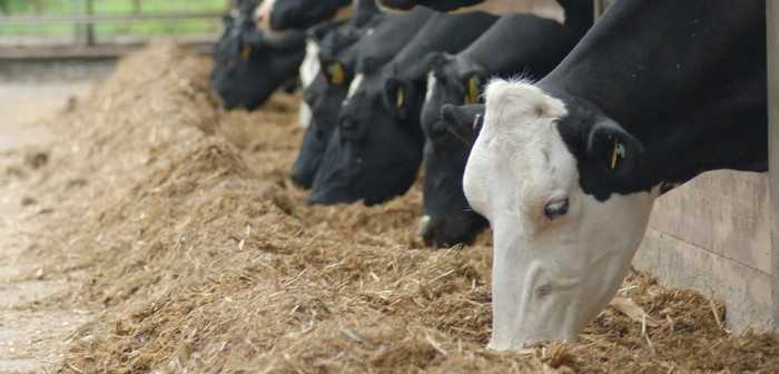 Improve hindgut health for healthier cows 

farmbusiness.co.uk/livestock/dair…

<a href="/TrouwNutr_GB/">Trouw Nutrition GB</a>  #cows #animalhealth