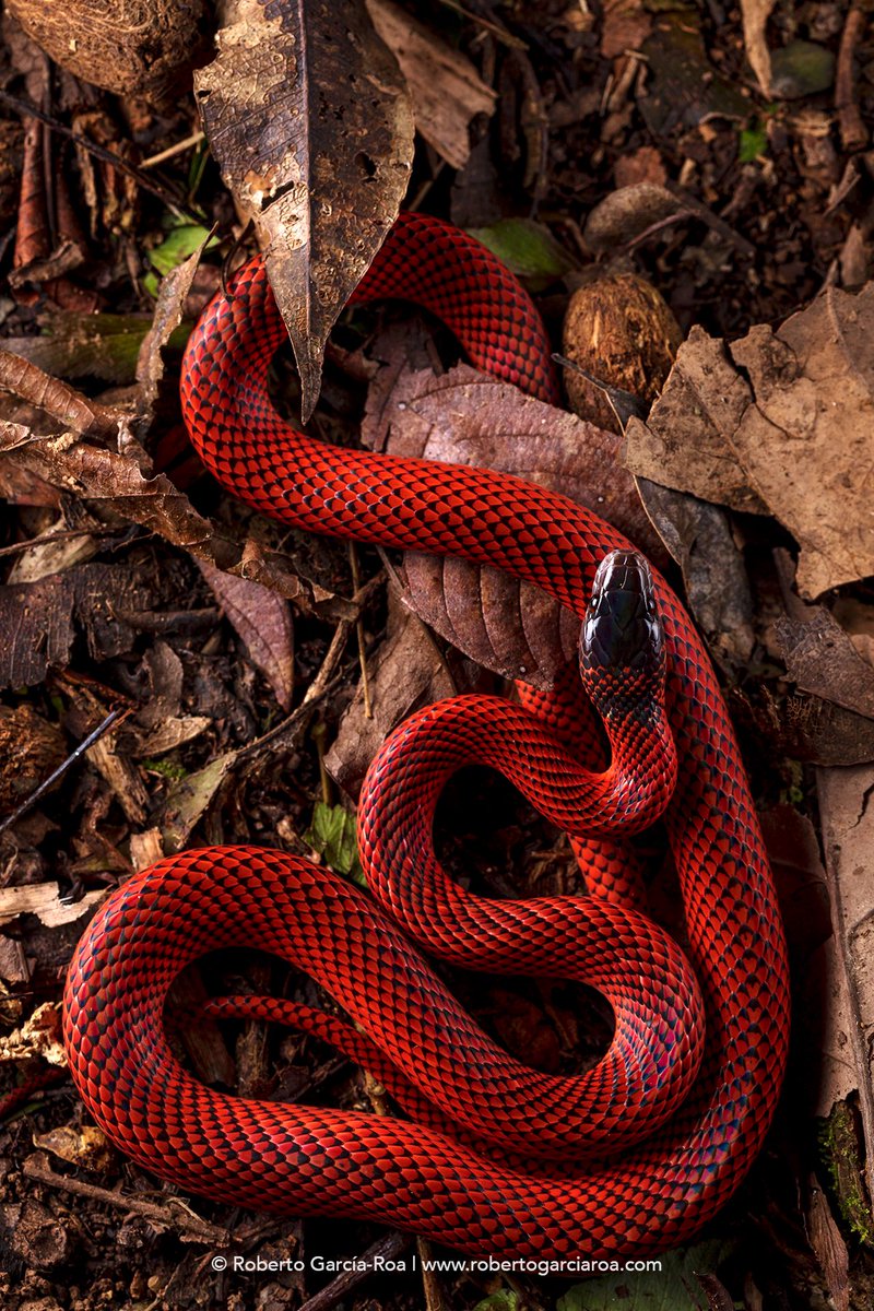 Roberto García-Roa on X: “Red snake!” He said. As a hidden force, we feel  an inescapable attraction for such deployment of colour and splendour. A  vibrant red that awakens your senses: mistrust?