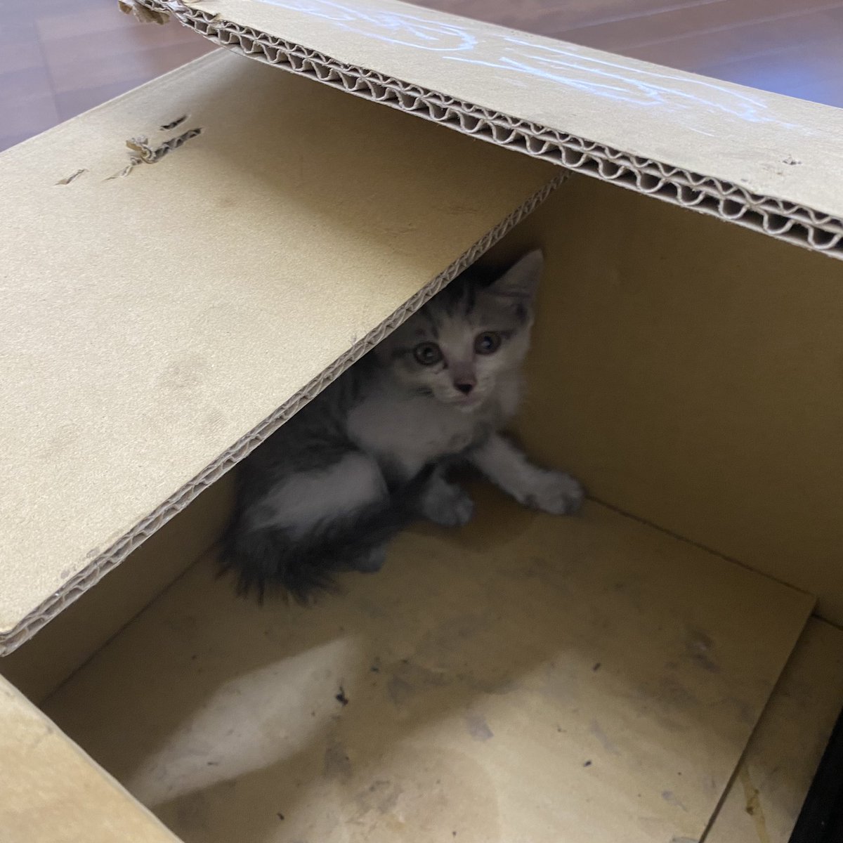 0081200_'s tweet photo. 猫ちゃん飼いたい方いますか？
興味ある方はメッセージ下さい。
#里親募集中 #保護猫 https://t.co/T9ixO69sX6