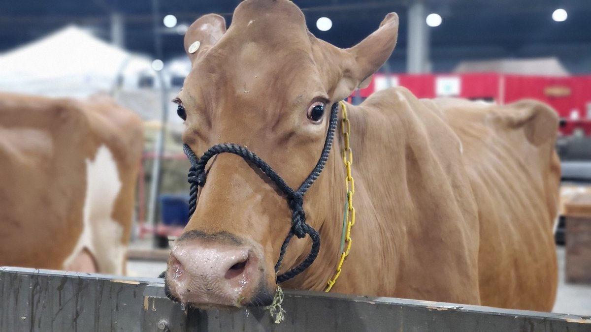 WHAS11Hasch's tweet image. Apparently, my 'mooooo' was sub par compared to the real thing. #wakeup11 @kystatefair @robharristv