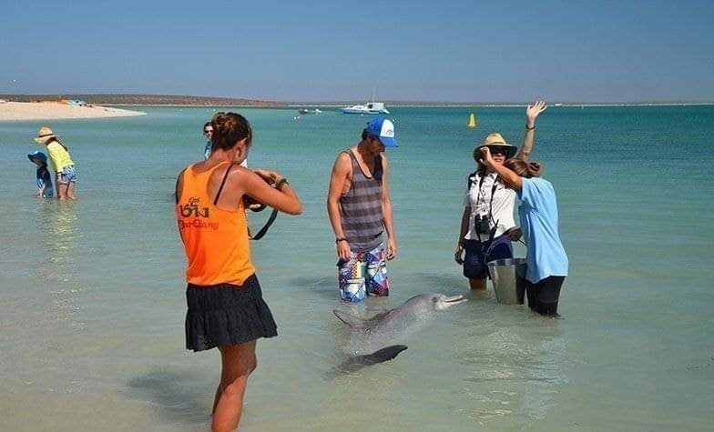 شاطئ في أستراليا حيث يجتمع الناس و الدلافين🐬

#شبكة_الساحل_العماني