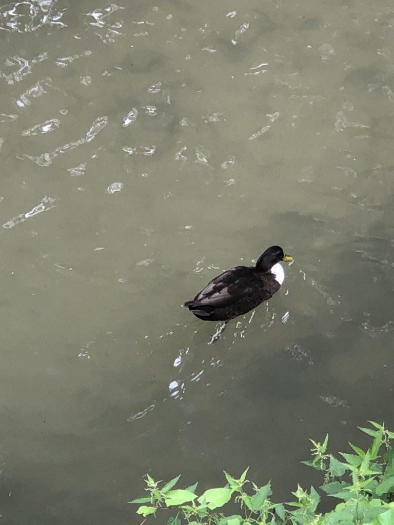 ASurmelin's tweet photo. #rivières et #coursd’eau que nous aimons : le Cubry, affluent de la Marne, canalisé dans sa traversée d’Epernay. #nature #biodiversite #gemapi https://t.co/gA3hGnyCej