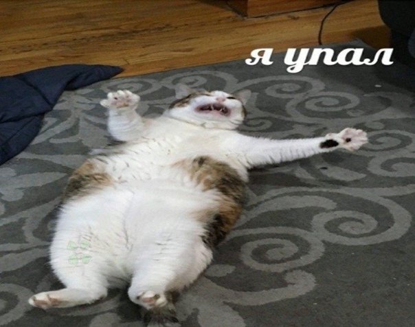 Муца хехе on Twitter: