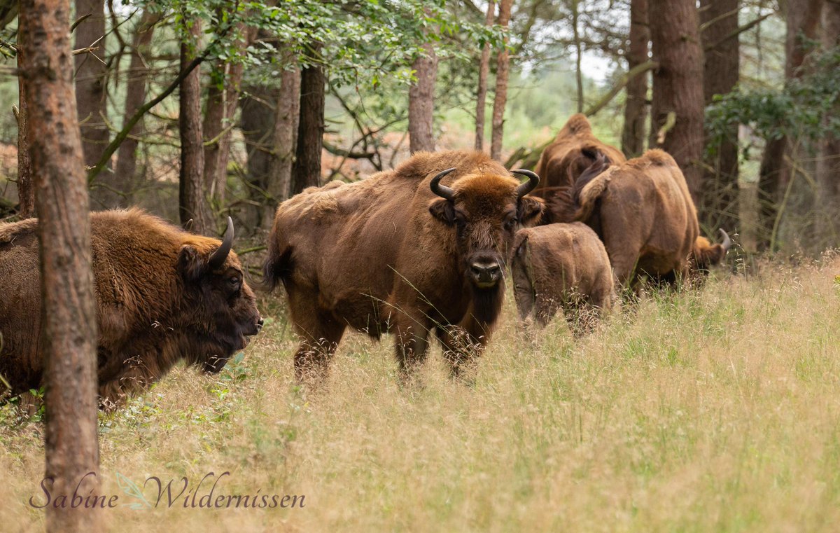 Ga mee op Safari op de Veluwe en spot deze prachtige kudde. Boek een fiets/wandel excursie via onderstaande link en ga met een ervaren gids op pad!

wisentopdeveluwe.nl/reserveren

📸 @Wildernissen