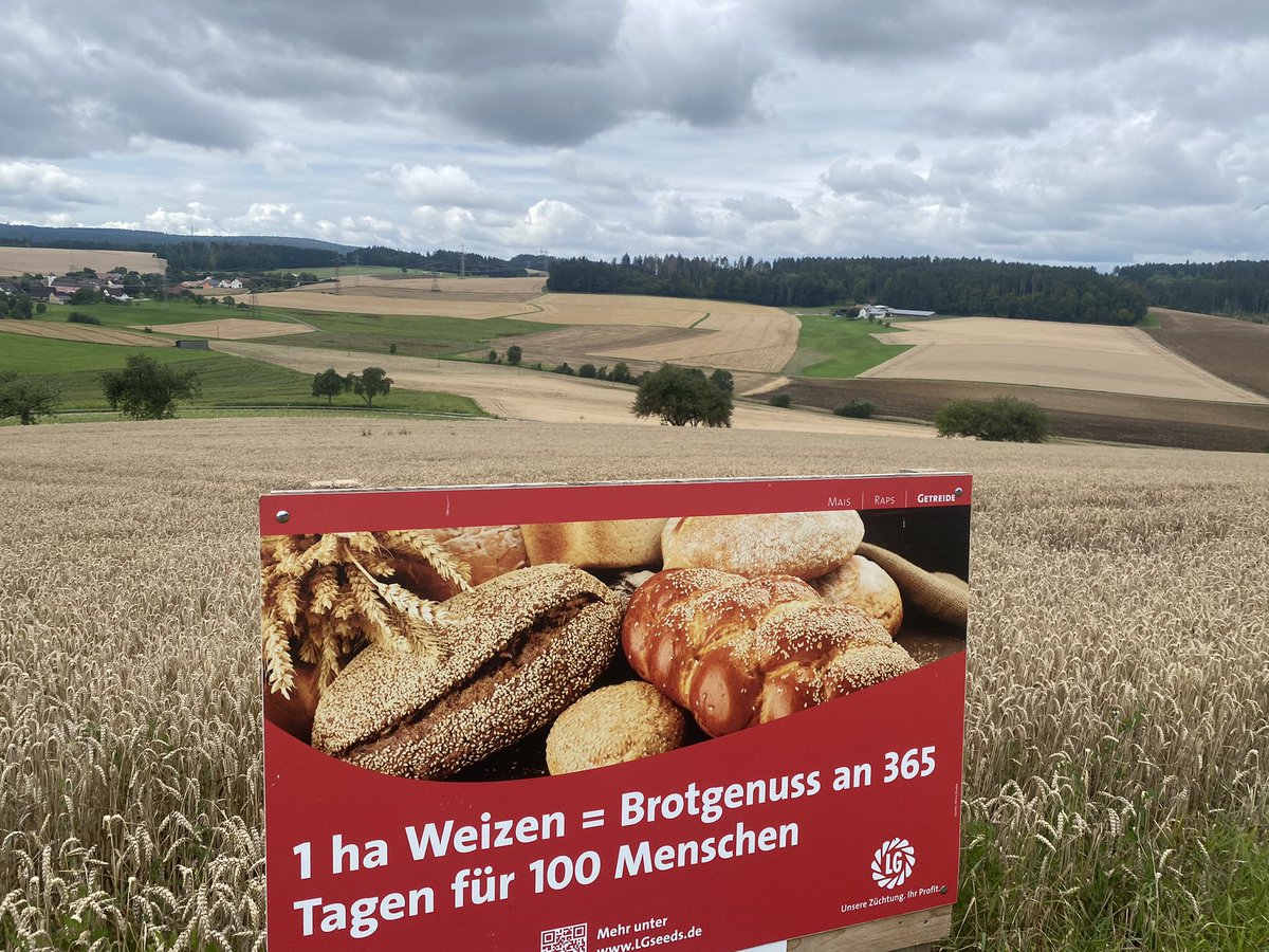 Wer hat‘s gemacht? #Landwirtschaft Wo wächst der #Brotgenuss ? #Schwarzwald #Hegau @BWjetzt @BLHV @Baeckerhandwerk #Ländle @DialogBDP