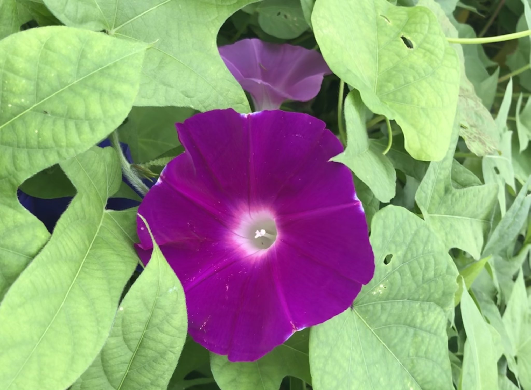 ট ইট র は 鬼灯の花言葉って怖いね でもホオズキ嫌いじゃないんだな 朝顔ももう終わりかな 夏も終わるね 花 花写真 T Co Dr1kb7tmtr ট ইট র