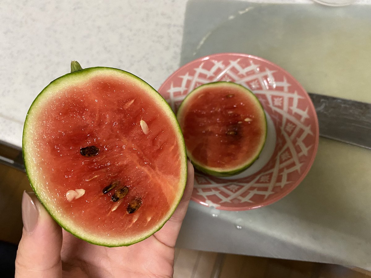 食べ終わったスイカの種を発芽させたらめっちゃ可愛いスイカが育って感動 これはロマン Togetter