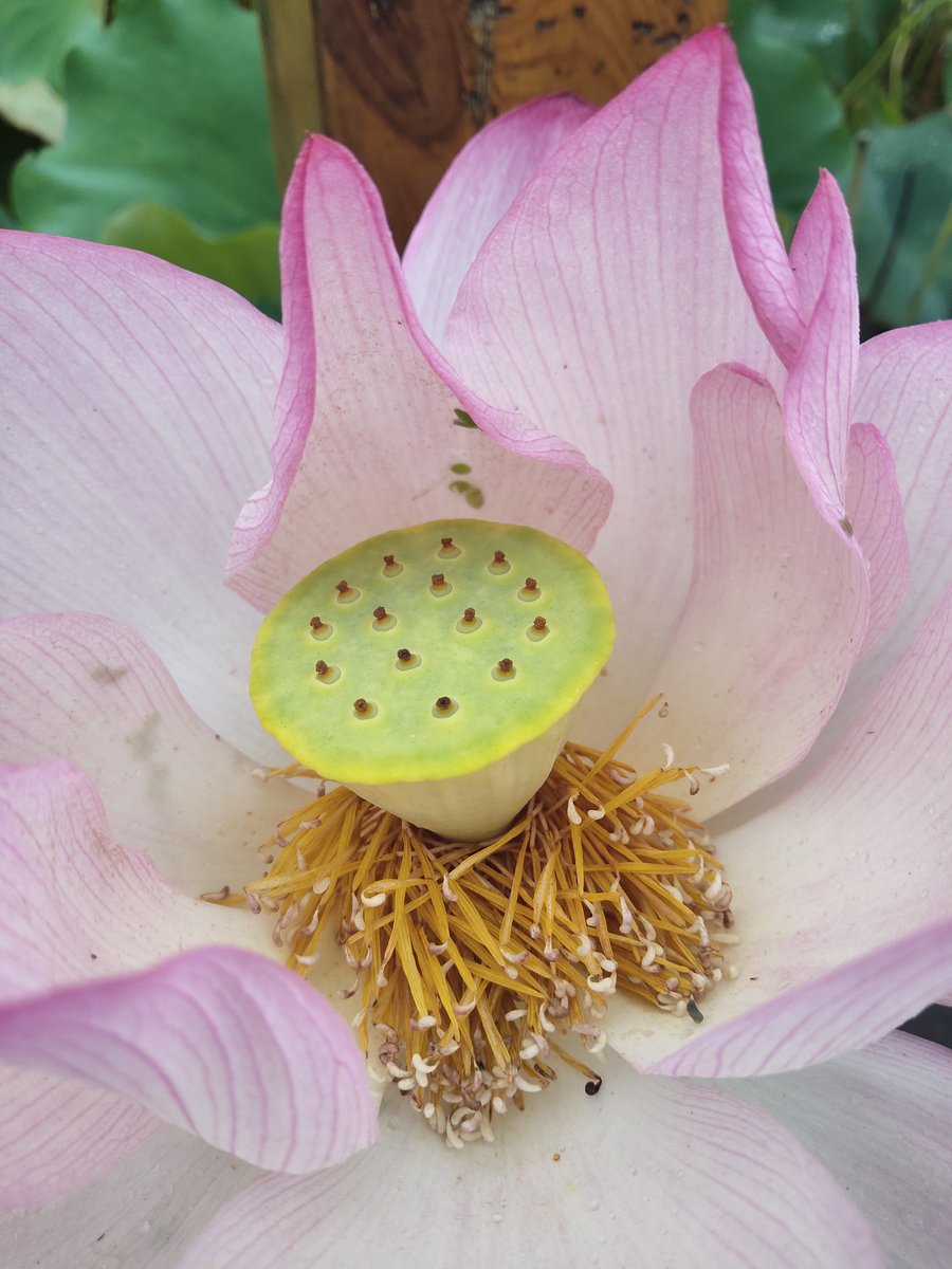 gkcwen's tweet photo. 莲花，出淤泥而不染 ！Lotus, out of the mud but not dyed! https://t.co/nK2SQX3b4S