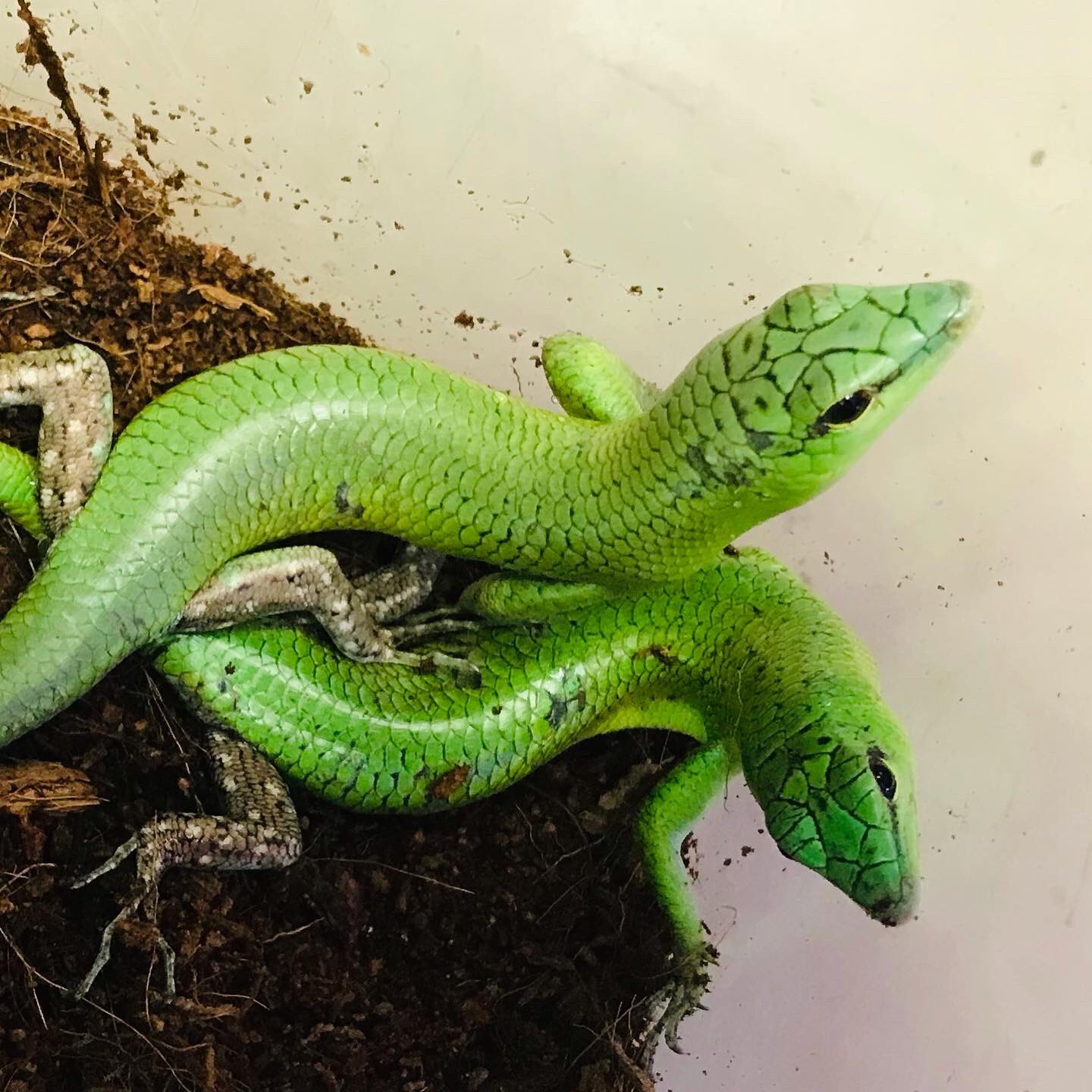 ソロモンミドリツヤトカゲ Twitter Search Twitter