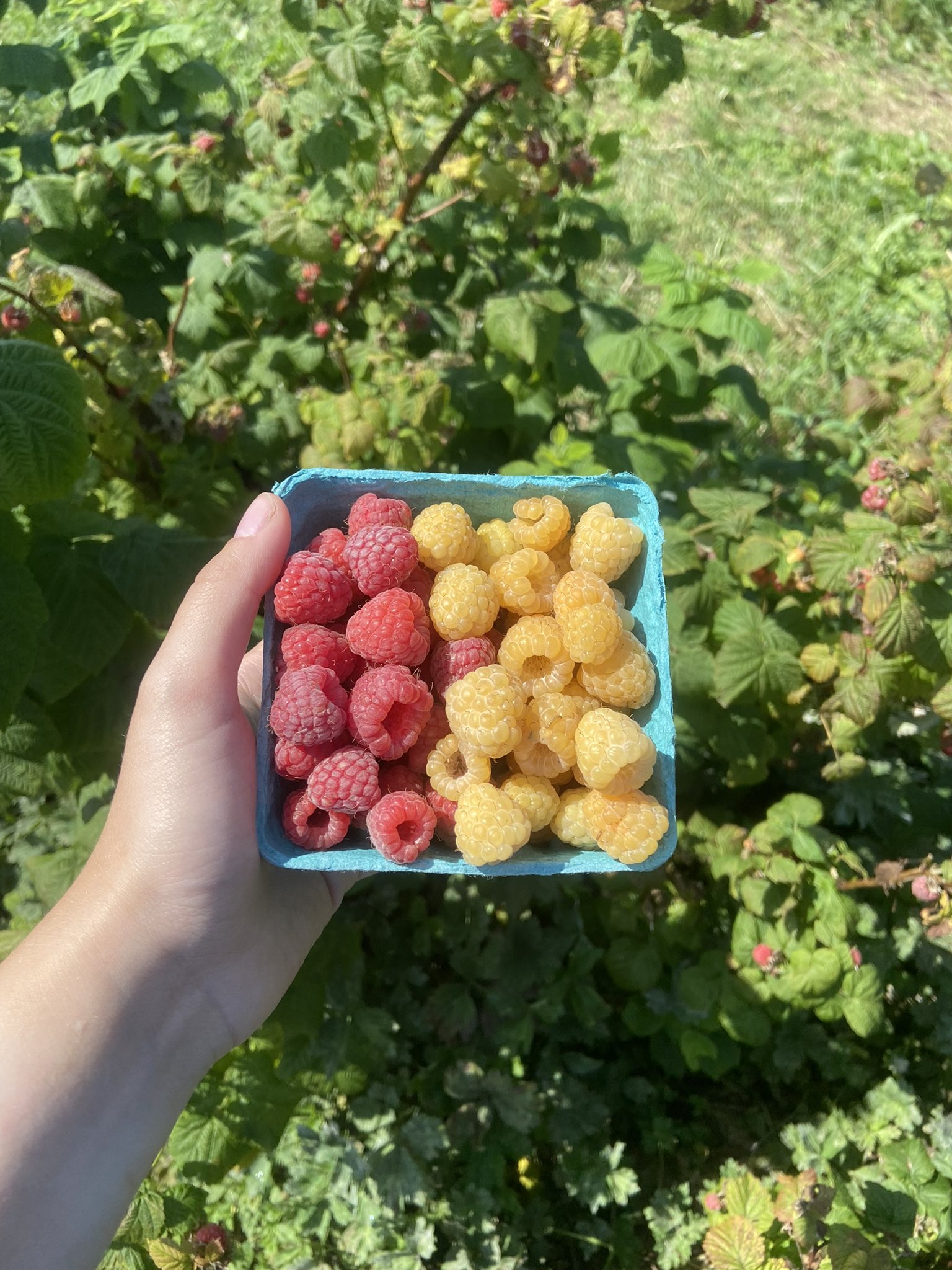Lester S Farm Market It S Great Pickin In Our Raspberry And Blueberry Upick Stop In And Pick Your Berries First Run To The Field 10 30 Last Run 4 30 Pickyourown