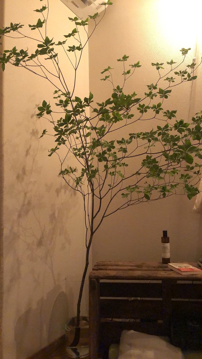 駆ける。。駆ける。。超絶品ドウダンツツジ。 駆ける。。駆ける。。超絶品ドウダンツツジ。