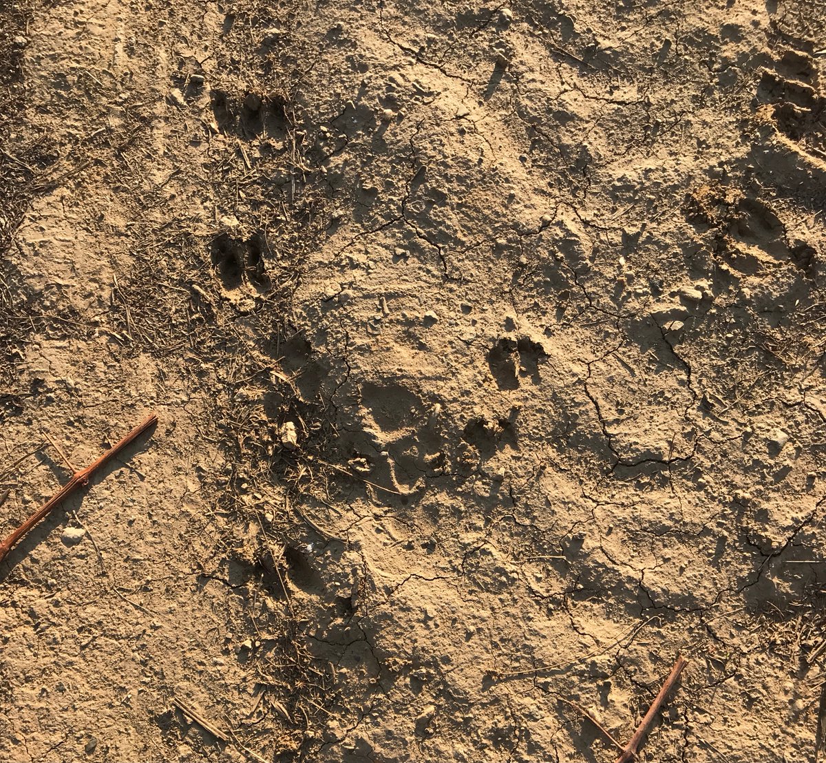 Ruth Simpson tweet media