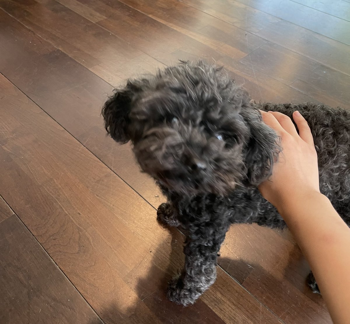 코기 (@cawaoicawo) on Twitter photo 