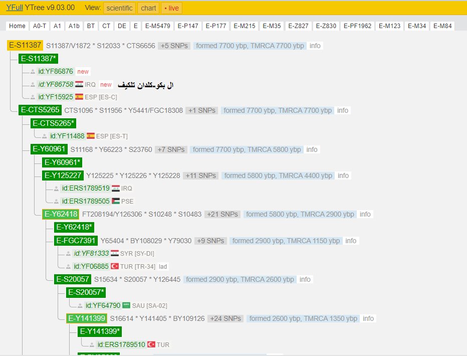 يسرنا إعلان نتيجة BigY700 لعينة ال بكو-كلدان تلكيف-العراق
برقم:RD31000
موجبة للتحورات:
E-M84 >S12033>FT226470
 جينيا العينة تمثل تفرع جديد أسفل التحور E-M84 بجوار التفرعات الجينية الشرق اوسطية في الهلال الخصيب ومنها العربية.

الكلدان يتحدثون بالارامية وهي من أقدم اللغات السامية.