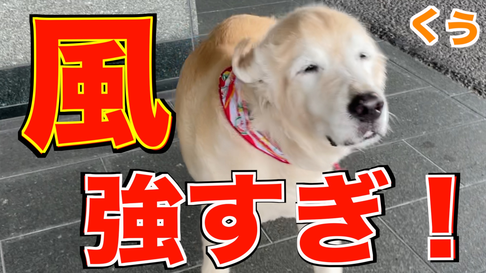 تويتر 社会福祉法人 博光福祉会 採用担当 على تويتر 特養 ドッグセラピー 犬は強風でも散歩に行くのか検証してみた T Co Lo3k4vdyaz 社会福祉法人 ゴールデンレトリバー 犬好き 犬好きな人と繋がりたい 大型犬 いぬすたぐらむ 老人ホーム 動物と