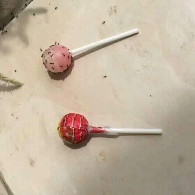 Muhammad Iqbal Butt tweet media