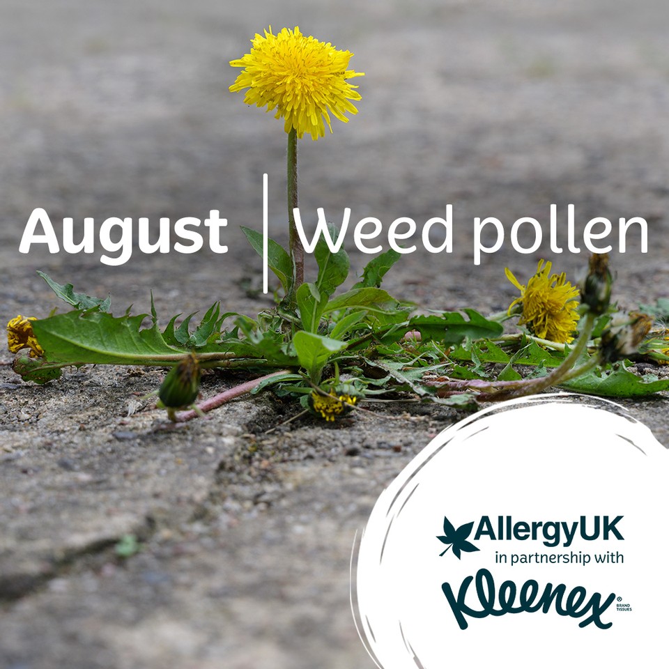 Allergy UK tweet media