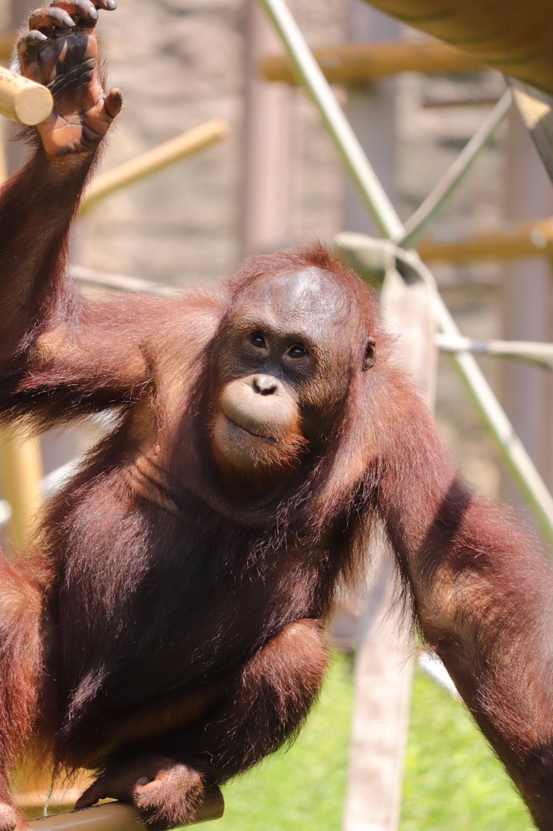 毒蛇駆除のために沼に入ったら目の前にオランウータンが来て手を差し伸べてきた これは断れない 握力すごくなかった 2ページ目 Togetter
