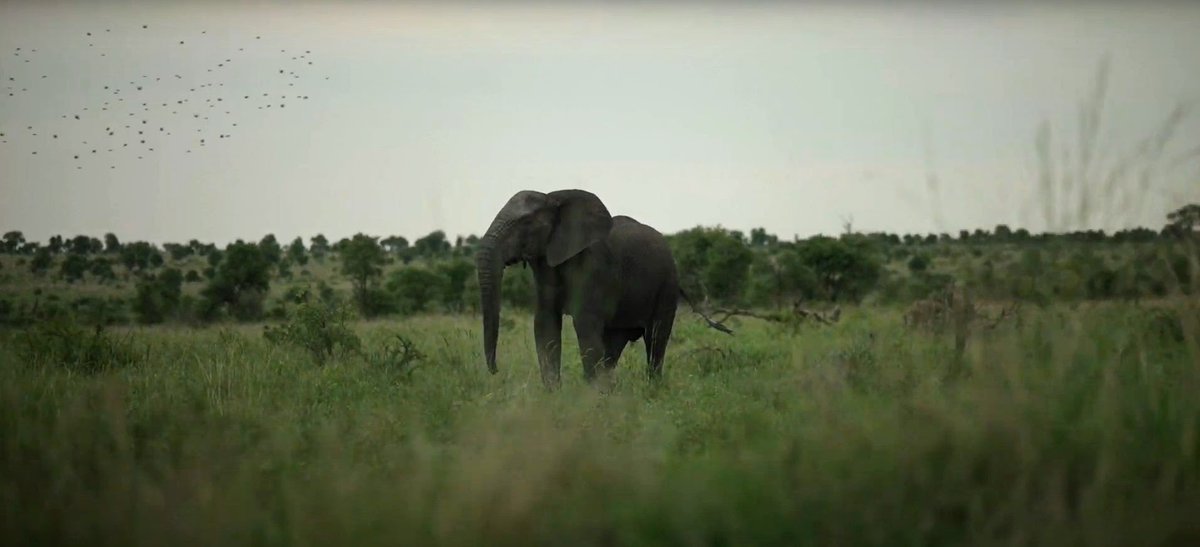 Webinar: Storytelling for a Wilder World. Join us for a one-hour webinar plus Q&A where you’ll learn how to awaken your impactful project story and connect with a community of supporters. Event date: 02. September 2021 | 13:00 CEST blog.openforests.com/webinar-storyt… #storytelling