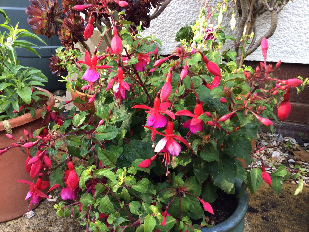 #patiopots.     Something  special about Fuschias … They go on flowering all Summer and are easily propagated .   #garden