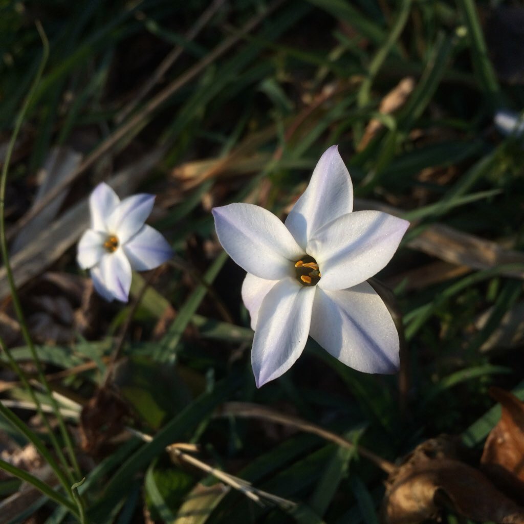 murasaki_hana_'s tweet image. なべちゃん3さん😊🌿
こんばんは
この植物はニラではないでしょうか🙃🌿
ハナニラと呼ばれている植物がありこちらは食用ではありません☠️☠️
春先に咲きます😊😌🤲🌟
どうか良き夜を😁
＃Springstar ＃花韮