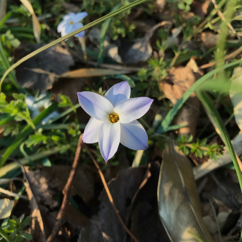 murasaki_hana_'s tweet image. なべちゃん3さん😊🌿
こんばんは
この植物はニラではないでしょうか🙃🌿
ハナニラと呼ばれている植物がありこちらは食用ではありません☠️☠️
春先に咲きます😊😌🤲🌟
どうか良き夜を😁
＃Springstar ＃花韮