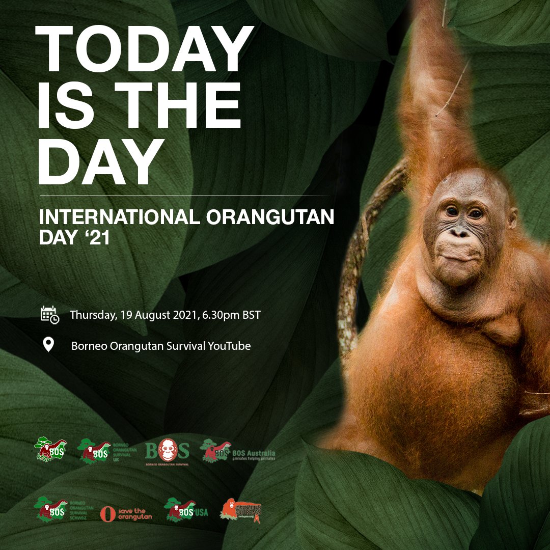 Today is #InternationalOrangutanDay. We have a wonderful event lined up with talks from experts in their field and unseen footage from #OrangutanJungleSchool, including Beni!
Join us today at 18.30pm BST on our YouTube channel for a packed show!
-> bit.ly/3so53xb