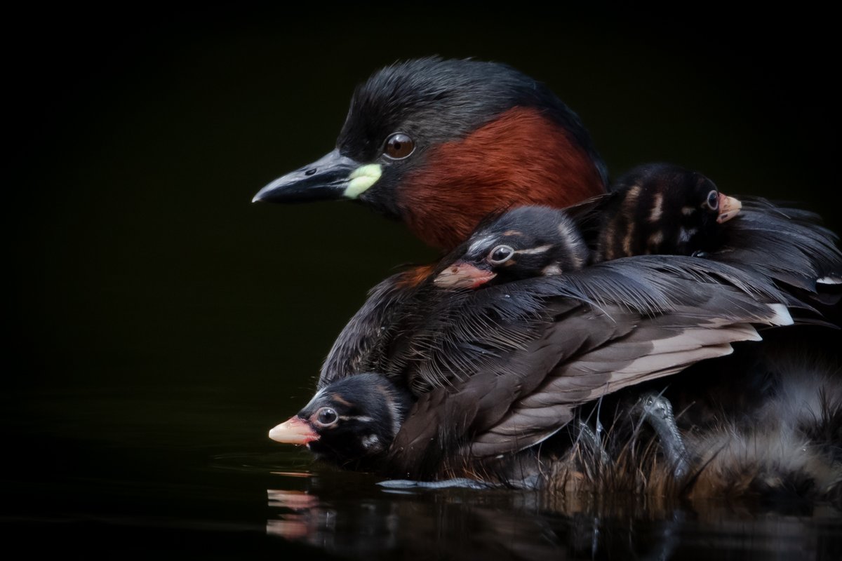 Ohdannyboy77's tweet photo. Happy #WorldPhotographyDay - here's some of my favourite wildlife shots from the last year or so.... 1/3 

Little Grebe with chicks, Herbert Park, Dublin 
Evaporating zebra..... @KichecheCamps , Kenya
Leopard Cubs, Kenya
Fallow deer buck in winter, Phoenix Park, Dublin https://t.co/nGpHqE0ICi