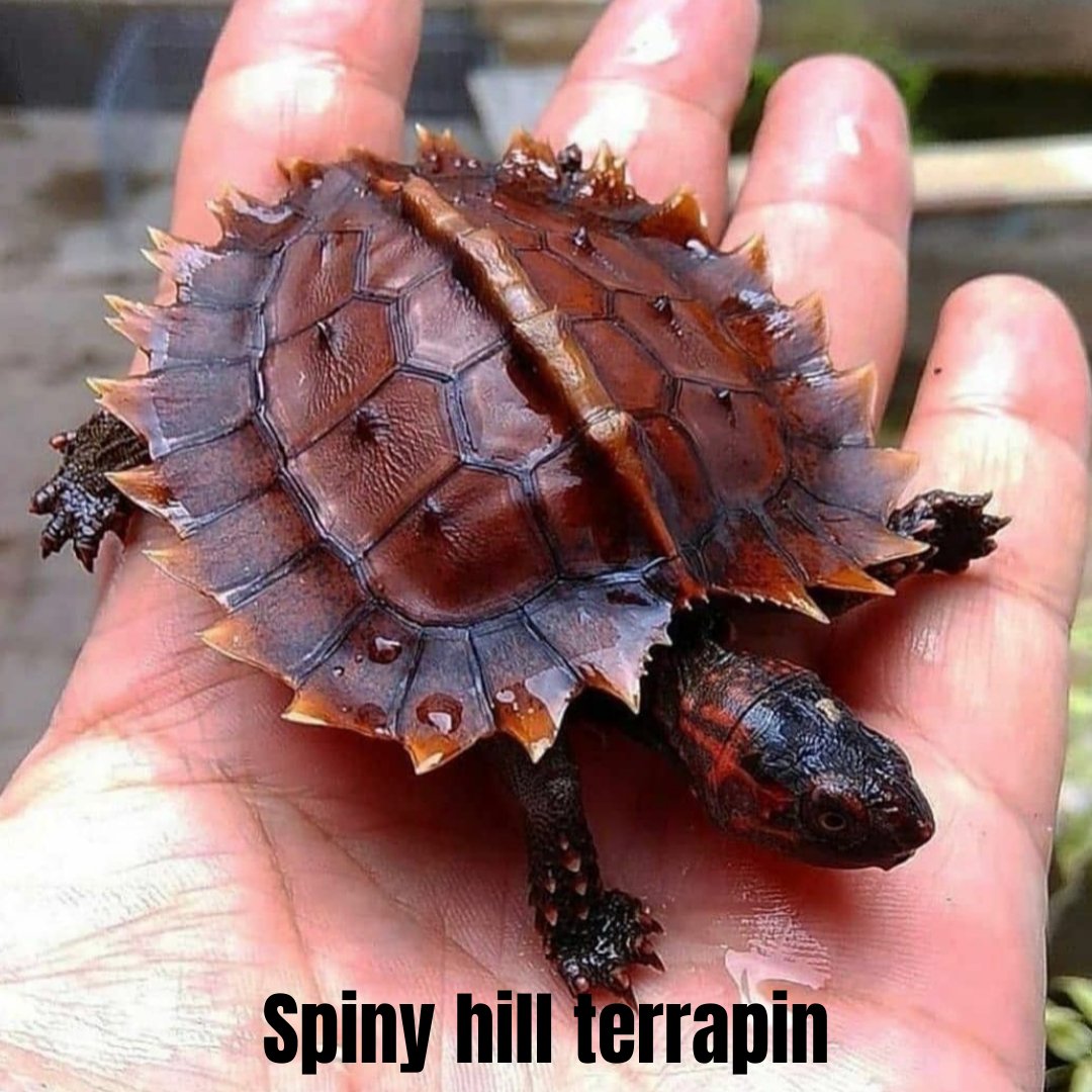 FurendsL's tweet photo. A juvenile spiny hill terrapin. Found in South east Asia in deep rain forest. Here is a fact they loose all their spines when adult. 
#wildlifephotography #wildlife #nature #naturephotography #turtle #photography #animals #terrapin  #perfection #naturelovers #animal https://t.co/BnkGtnSsON