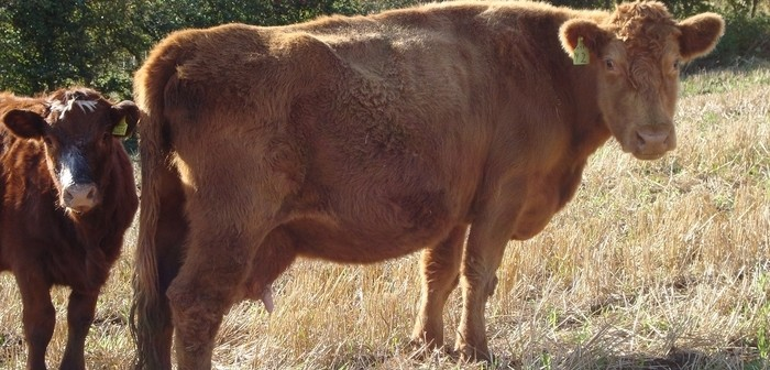 Importance of body condition scoring in suckler cows 

farmbusiness.co.uk/livestock/beef…

#animalhealth #cows