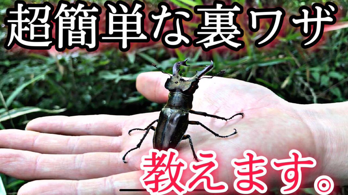 新しい動画アップしました！！
激レアなミヤマクワガタ捕獲シーンやカブトムシ空中キャッチシーンなど見どころ満載です😎👍
ご視聴よろしくお願いします🔥

youtu.be/BO7cN38apkw

#カブトムシ
#クワガタ #ミヤマクワガタ
#東北 #宮城
#ブラックバス  #ゴツモリ兄弟
