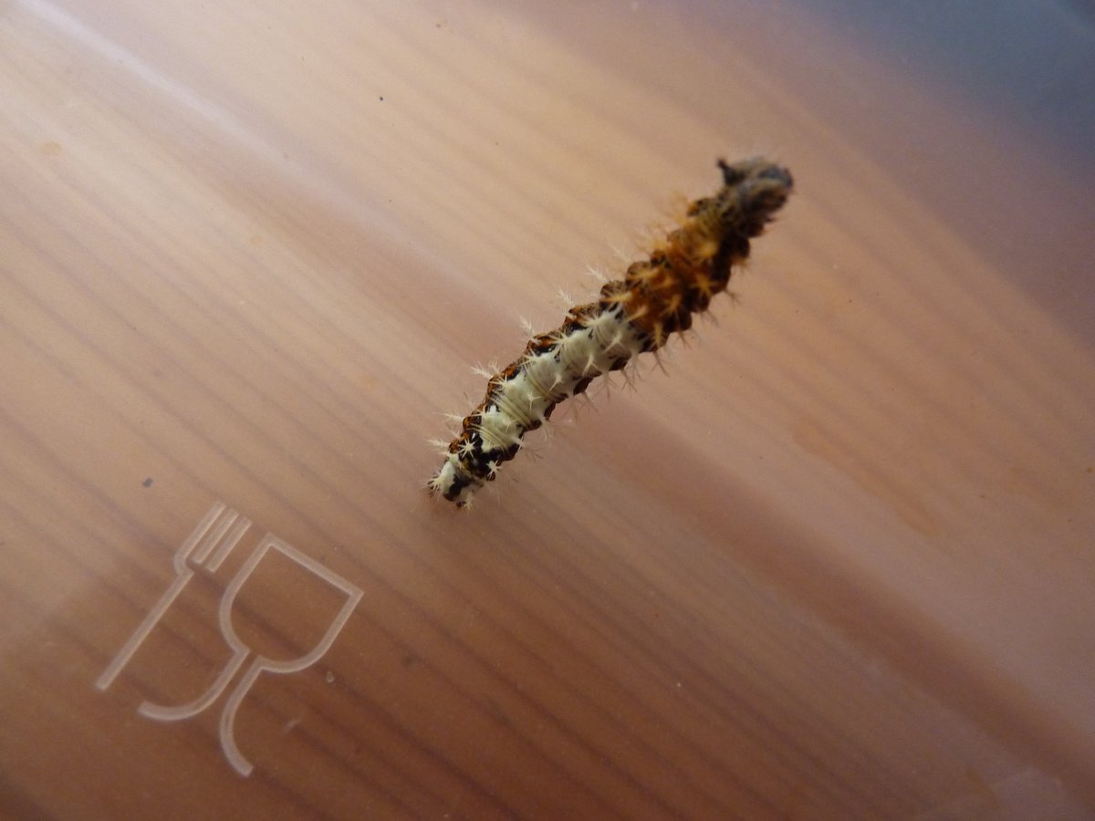 _SiobhanS_'s tweet photo. Help needed. This was on the other half. What species is it and what does it eat so we can put it back on its food plant @BritishMoths @savebutterflies @Buzz_dont_tweet https://t.co/YoeIfJjLjP