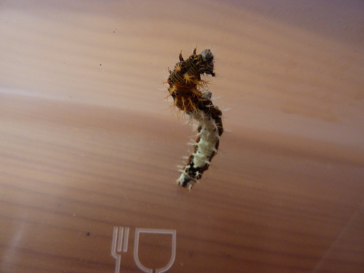 _SiobhanS_'s tweet photo. Help needed. This was on the other half. What species is it and what does it eat so we can put it back on its food plant @BritishMoths @savebutterflies @Buzz_dont_tweet https://t.co/YoeIfJjLjP