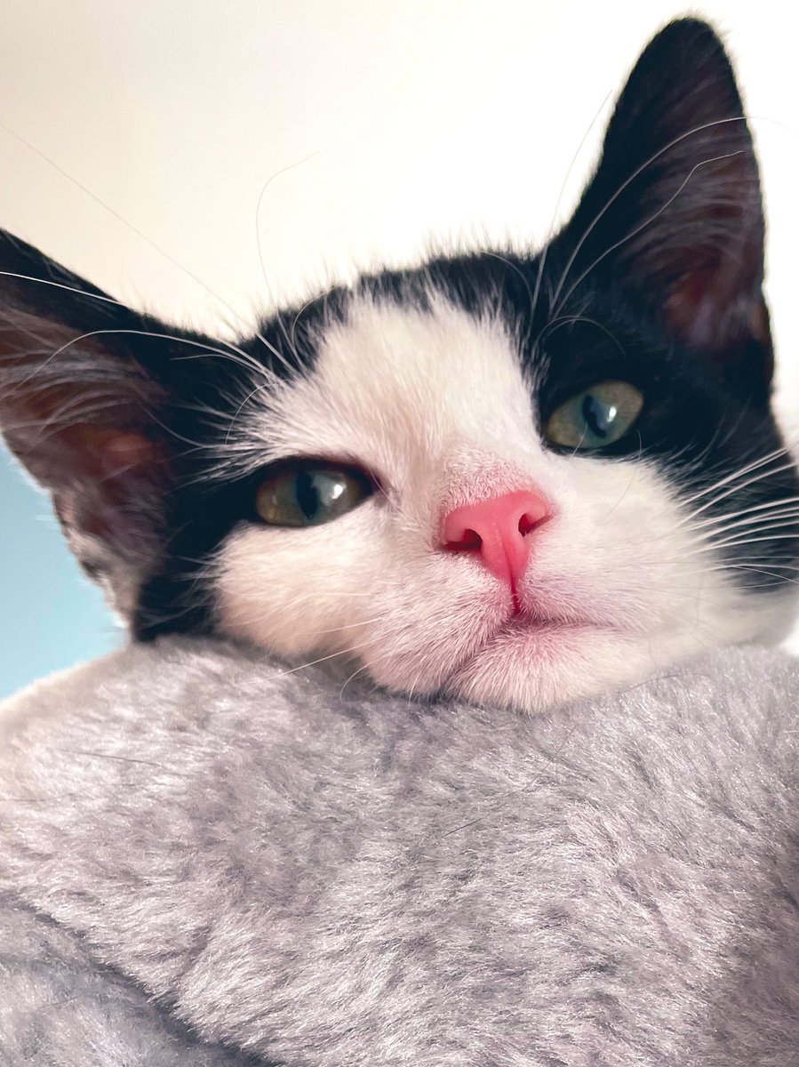 How about Ruth Bader Ginsburg for cat of the day <a href="/SusanCalman/">Susan Calman</a> (I still think Caboodle would be a great name for a kitten)