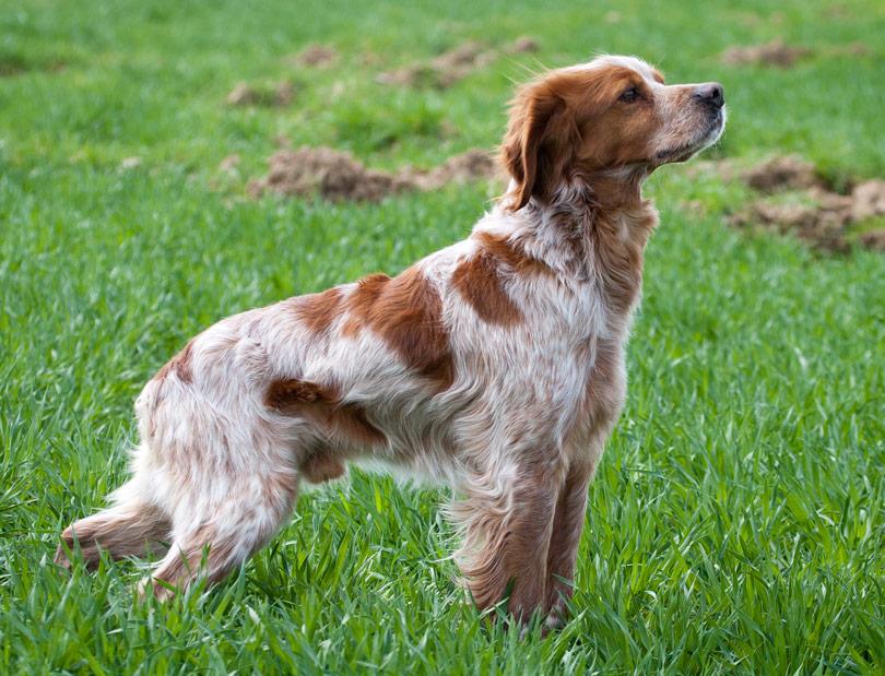 спаниель эпаньоль бретон. бретонский эпаньол бретонский спаниель. бретонский эпаньоль бретонский спаниель. эпаньоль бретон. эпаньоль бретон.