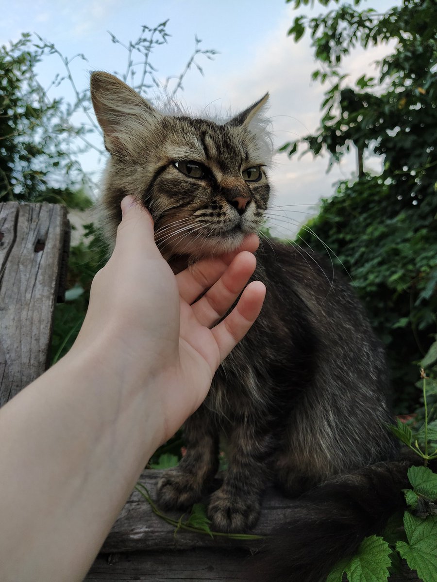 Daria_Magpie's tweet photo. Мурка хмурится😤
 #коточетверг https://t.co/E9cjezUOsj