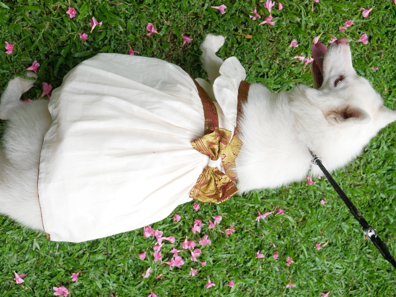 Rajesh Abraham🇮🇳 on Twitter "A pet shop in Kochi is offering 