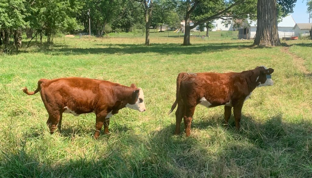 Check out these awesome Highland hfrs from the McAreavey family. One of them is out of 31C 1st calf heifers they purchased from Eggers.