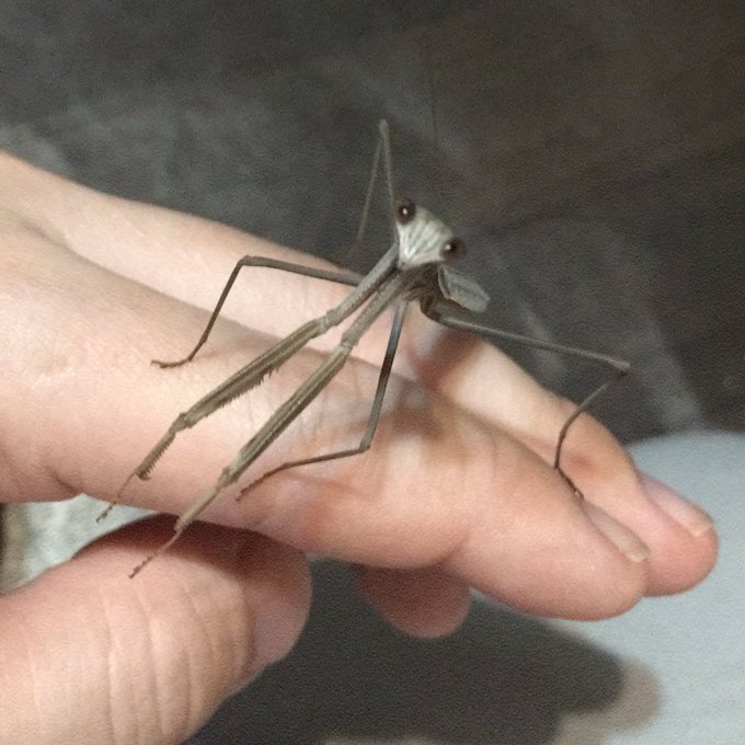 手乗りカマキリかわいい 