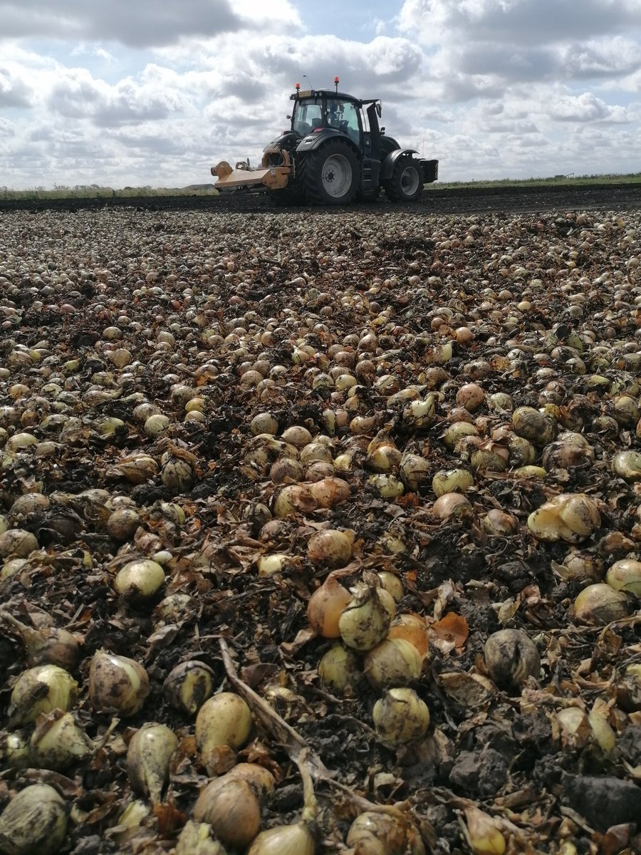 Chrishibbert13's tweet image. Gleaning onions in Cambridgeshire. 12 volunteers, 27 hours in total, 1680kg of small but perfectly good onions rescudd from certain death.