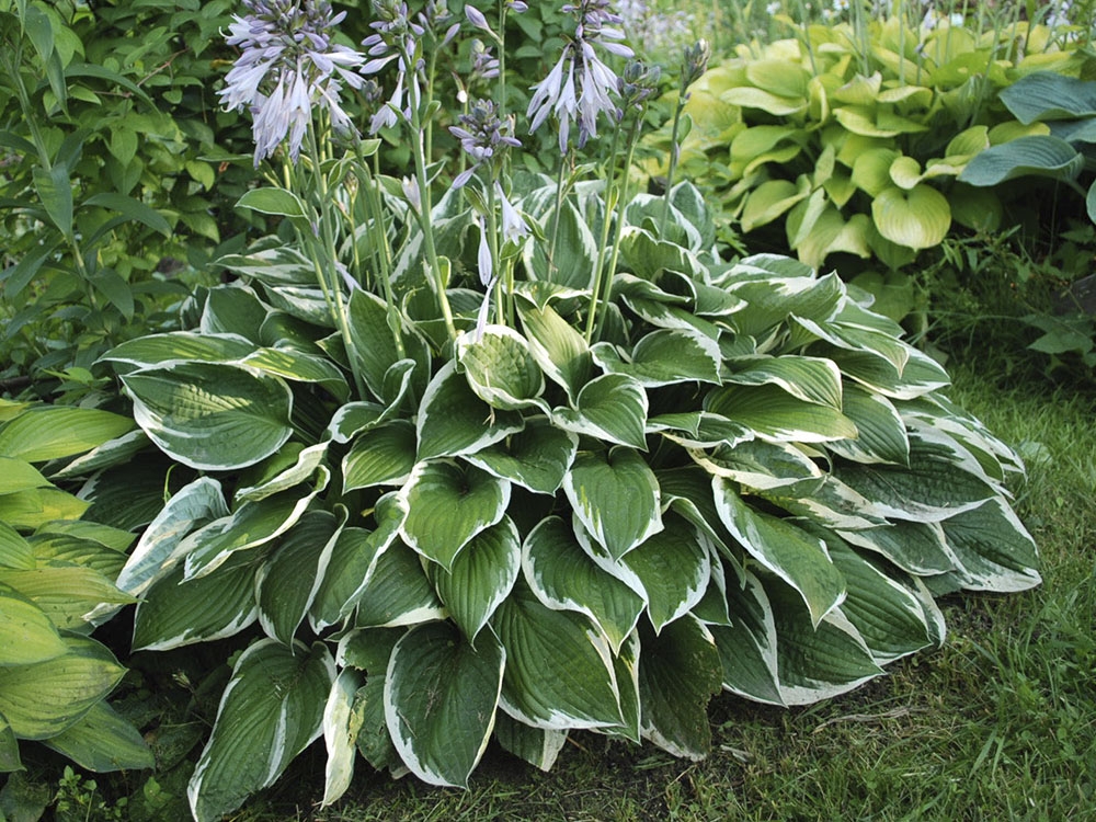 хоста фортуней ауреомаргината. хоста форчуна. хоста гибридная франси. хоста альбопикта. хоста форчуна франсе.