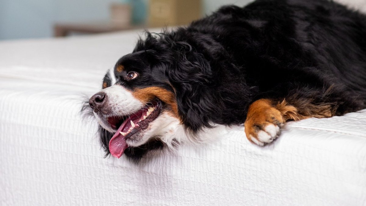 LinenFit's tweet image. No matter how much Fido tosses and turns in the middle of the #night, our #sheets won't budge. 

#SNUGfitGuarentee