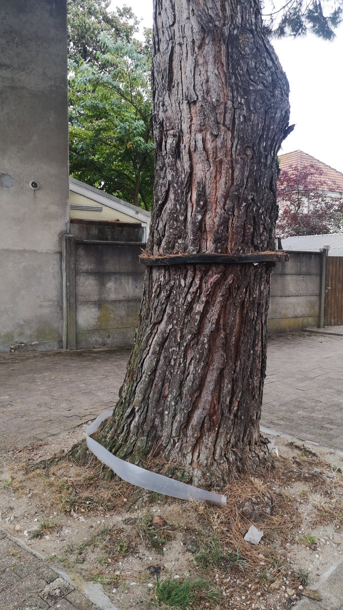 Christophe Binovski tweet media